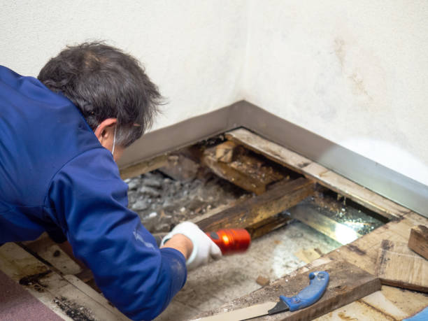 Best Emergency Mold Removal  in Forest Hills, PA