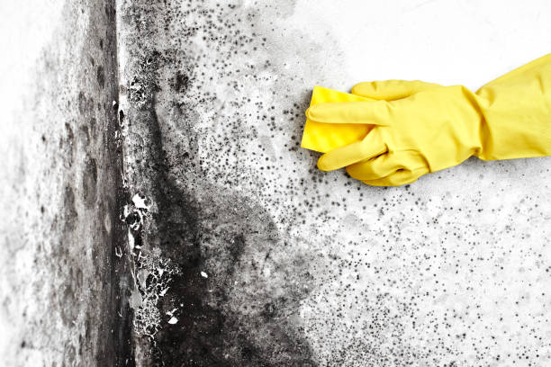 Mold Removal Process in Forest Hills, PA