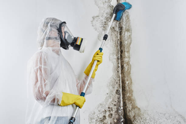 Best Certified Mold Removal  in Forest Hills, PA