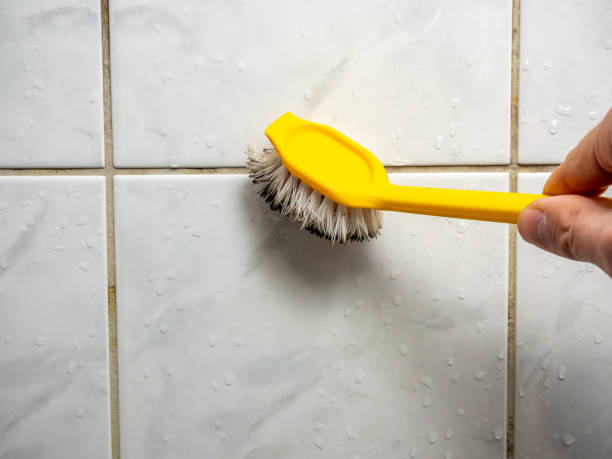 Best Black Mold Removal  in Forest Hills, PA
