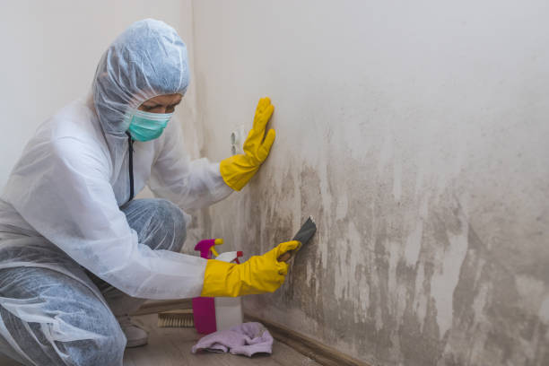 Best Commercial Mold Removal  in Forest Hills, PA