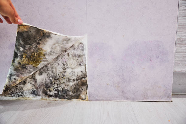 Best Best Mold Removal Companies  in Forest Hills, PA